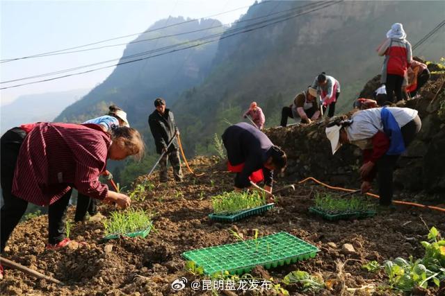石灰村：依托蔬菜产业搭平台 构筑“巢穴”引凤来