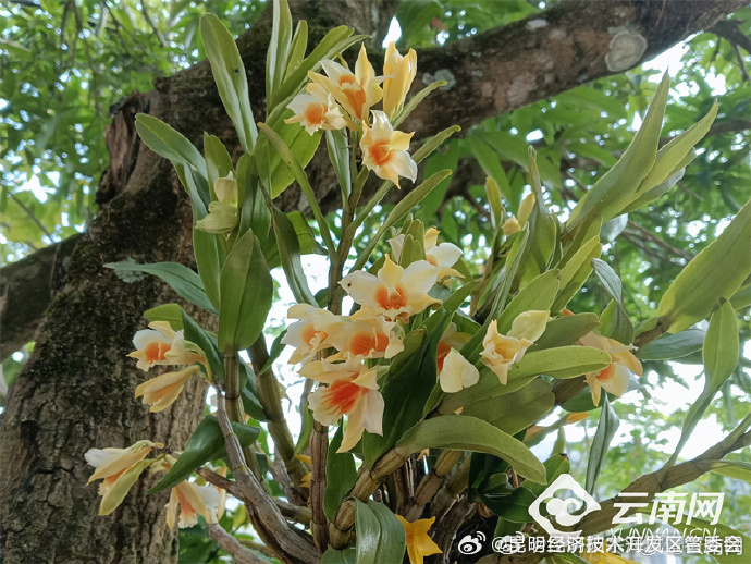 昆明经济技术开发区管委会