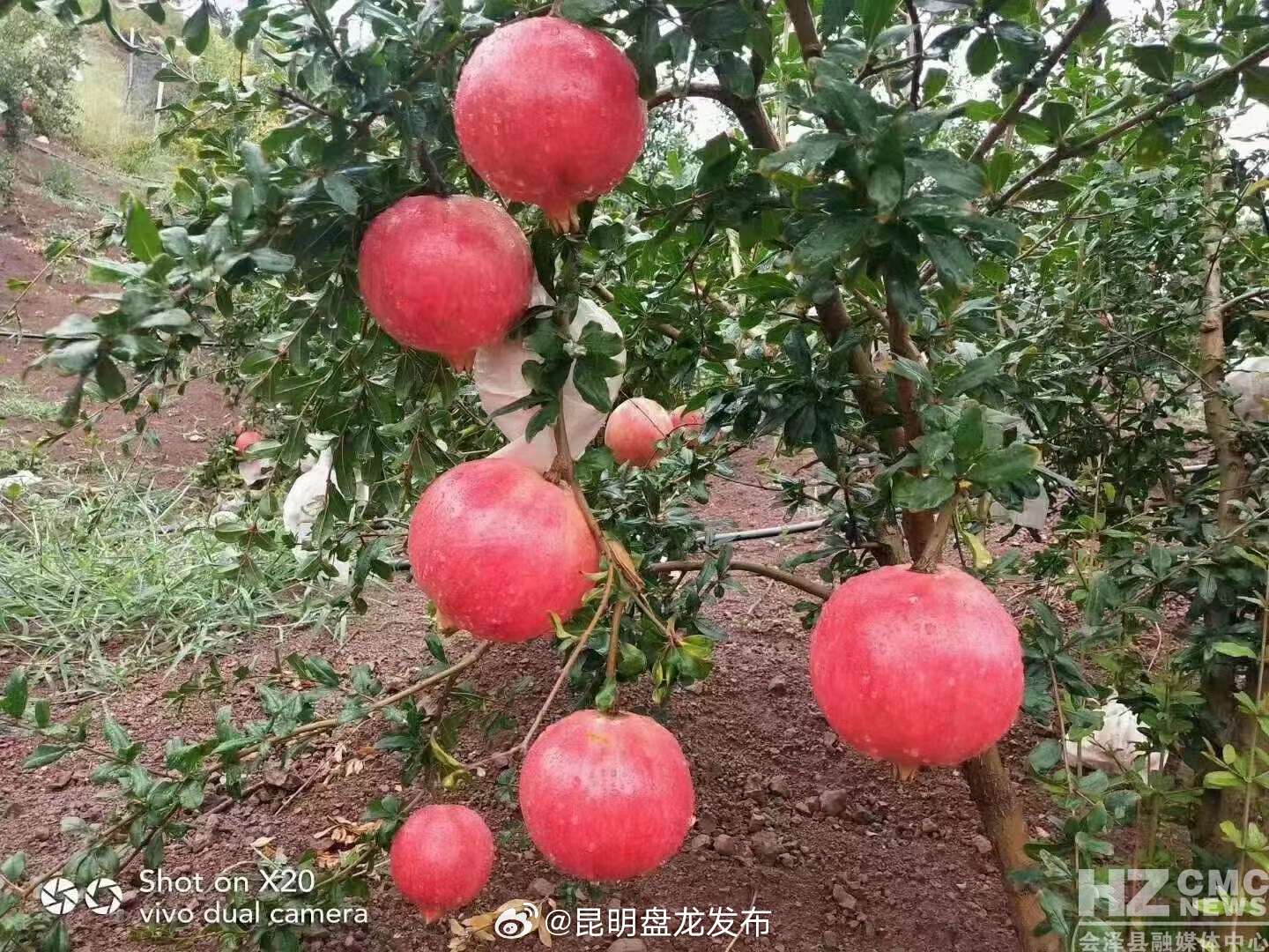昆明盘龙发布