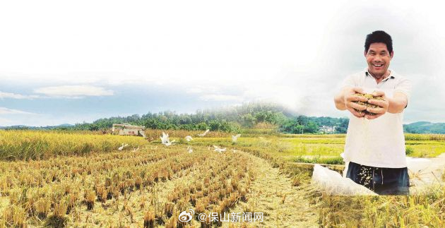 隆阳—— 打造“滇西粮仓”的现代农业样本