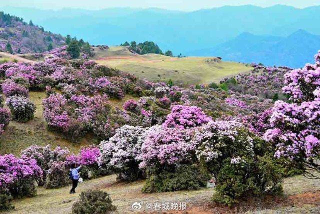 春城晚报