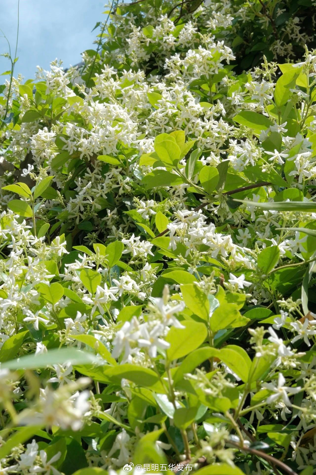 昆明五华发布