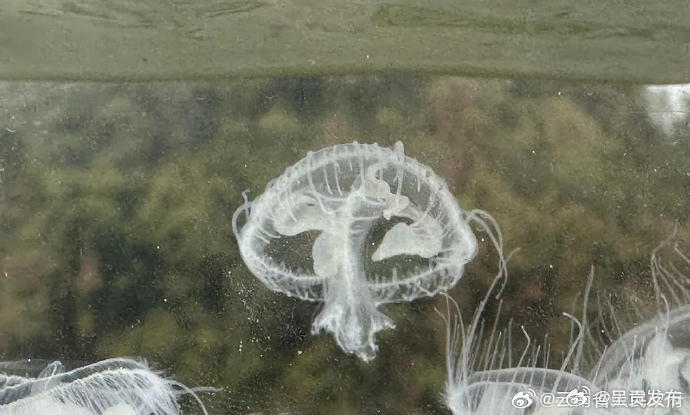 罕见！极危物种桃花水母再现西双版纳