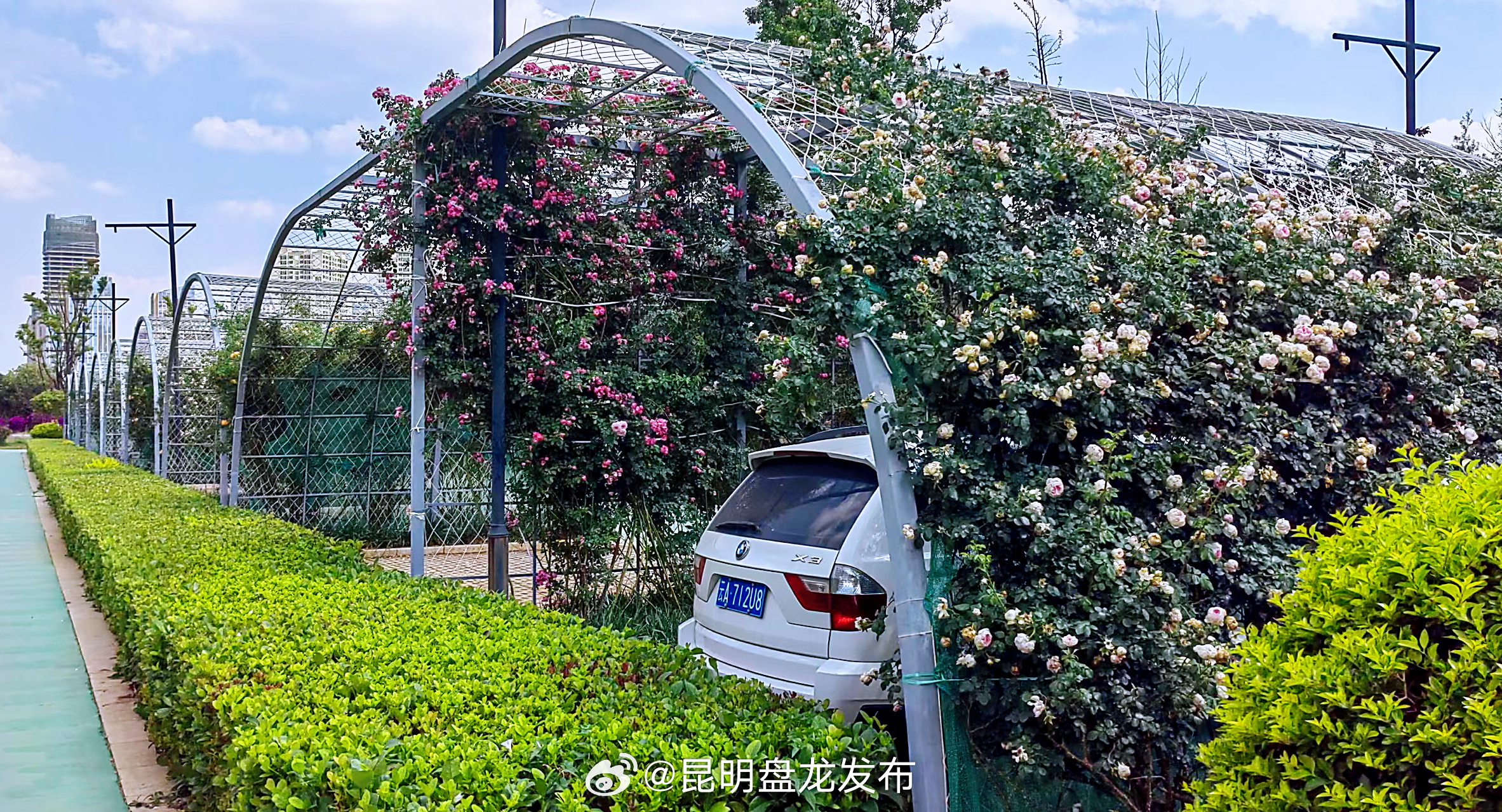 整活又出新高度！呈贡彩云公园，月季花下停车，阴凉又芳香_http://www.mainten.cn_ycb_第1张