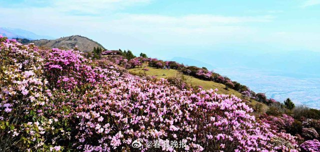 春城晚报