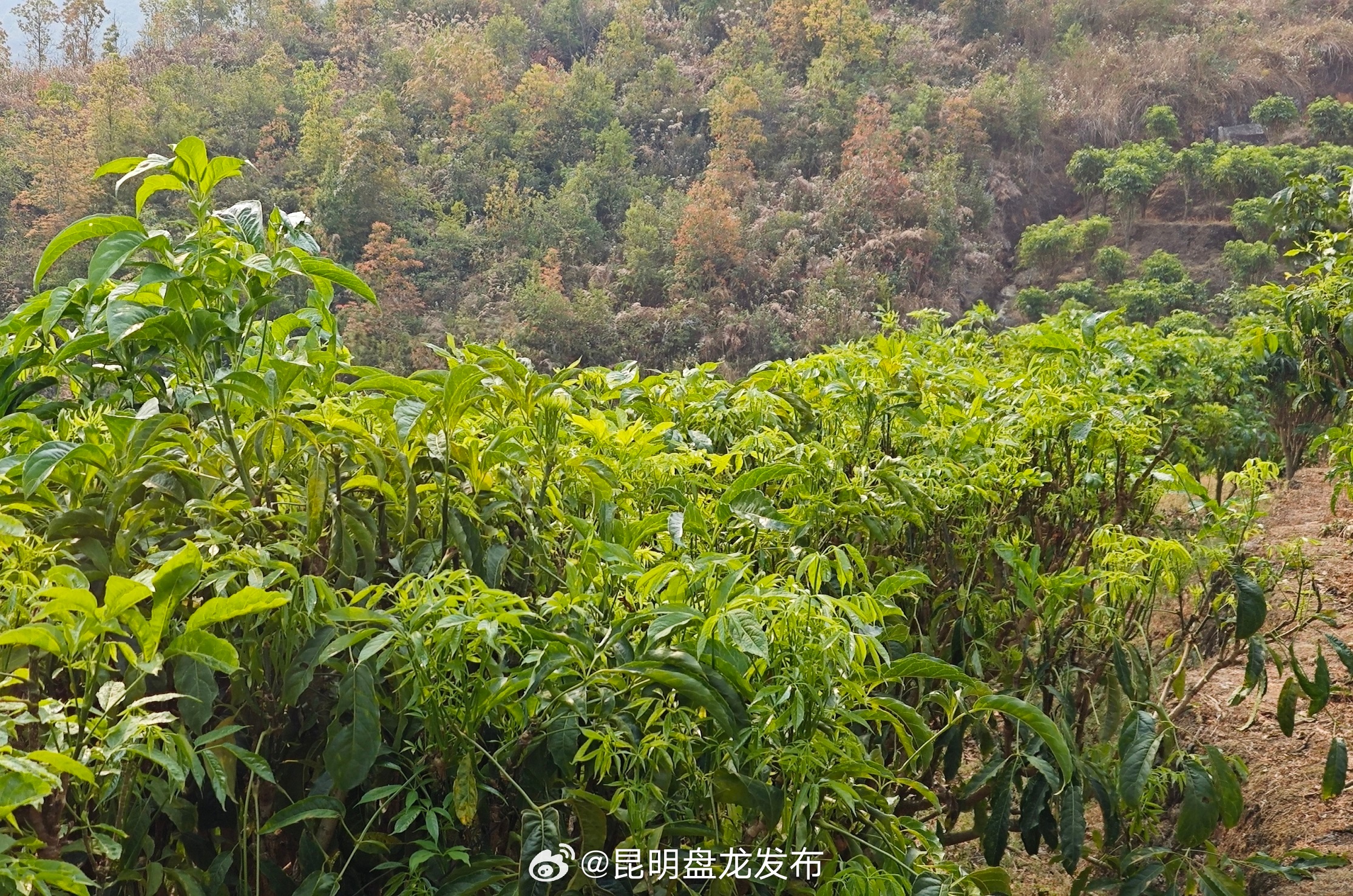 乡村振兴 | 临沧临翔：野菜“下山” 变靠天吃饭为规模化生产
