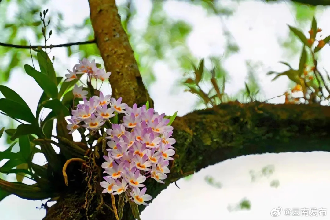 暮春时节来普洱思茅邂逅石斛花开_http://www.mainten.cn_ycb_第2张