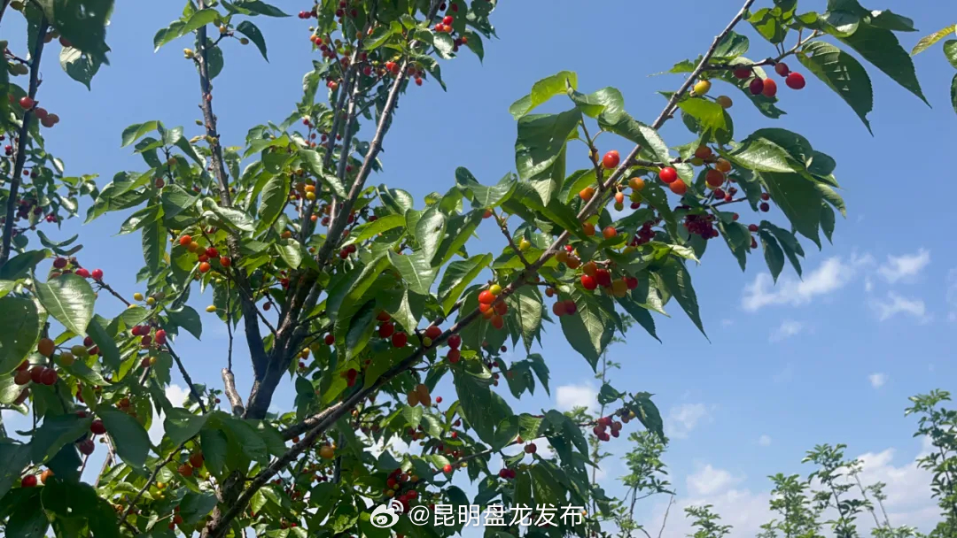 昆明盘龙发布
