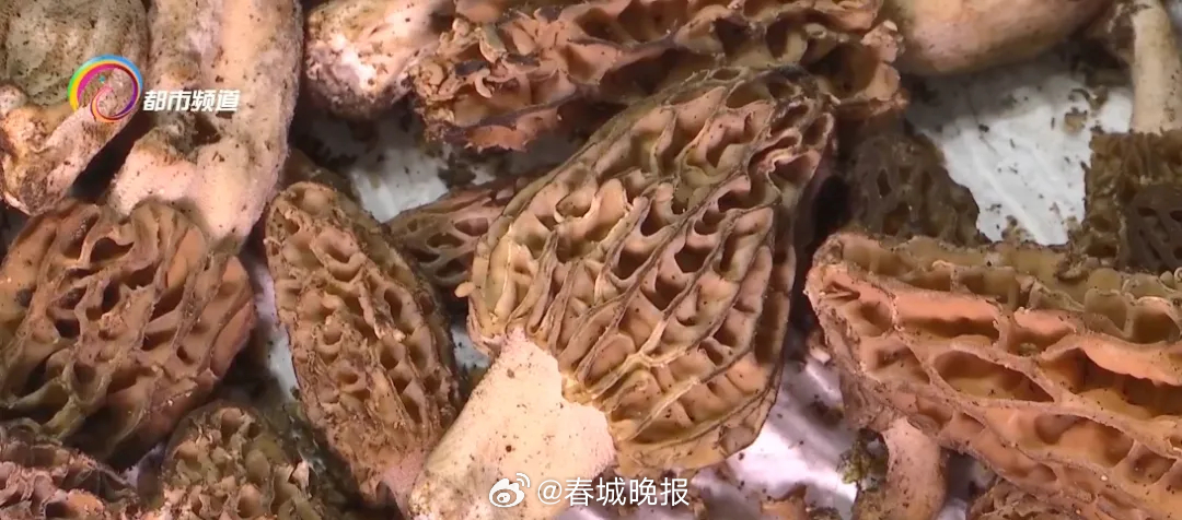 春城晚报