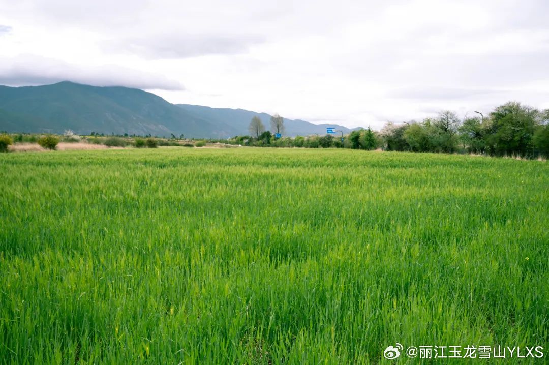 丽江玉龙雪山YLXS