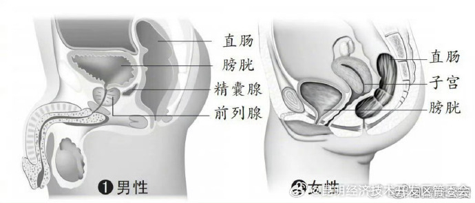 肛门指检，你不能错过的体检项目