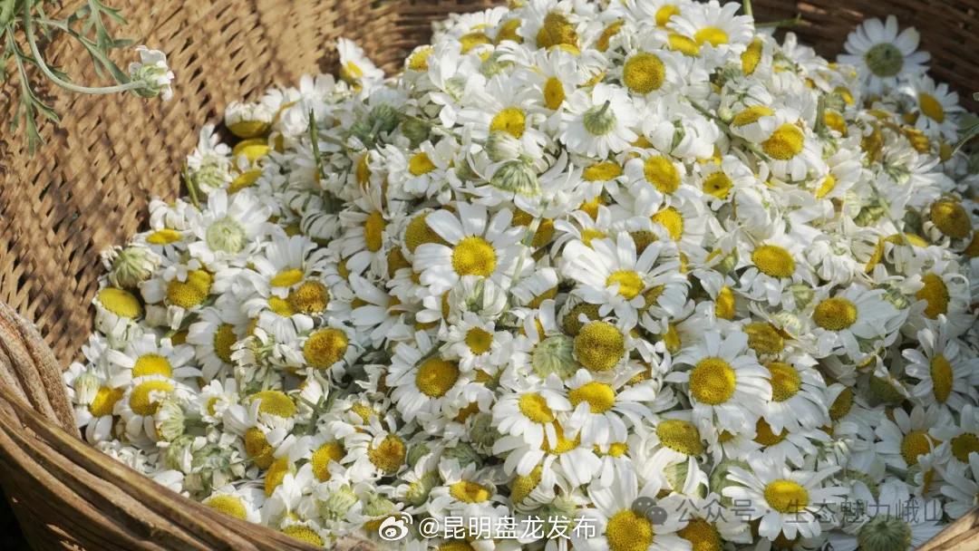 昆明盘龙发布