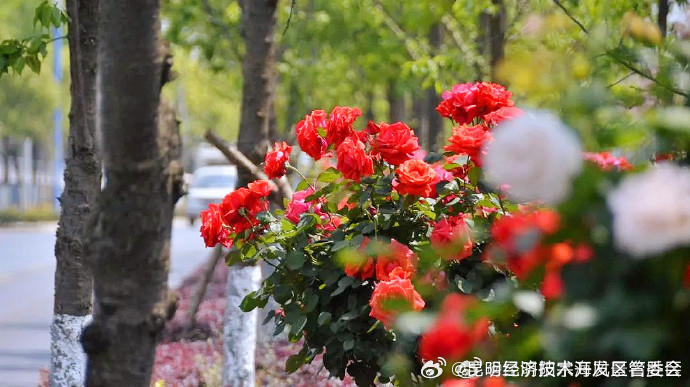 上万株树状月季绽放昆明街头_http://www.mainten.cn_ycb_第1张