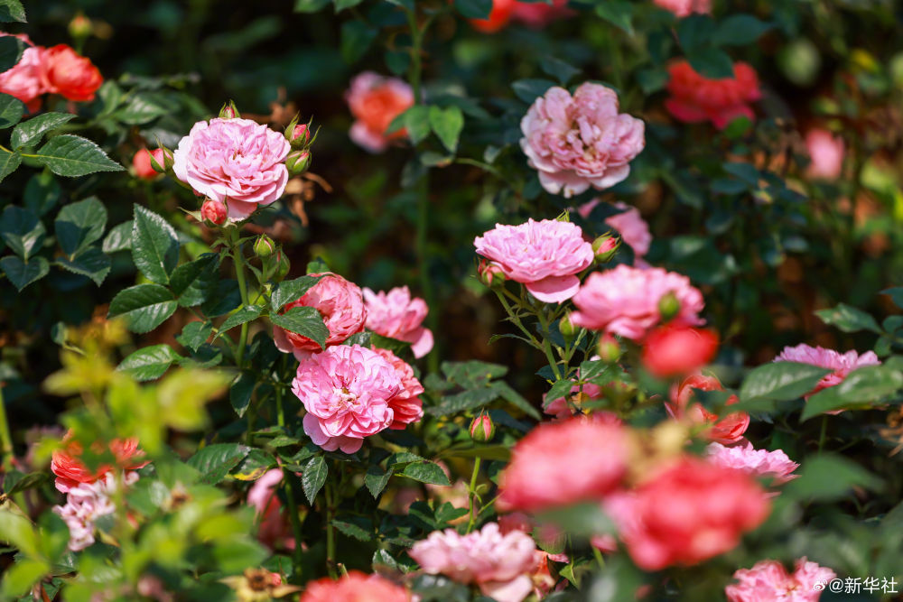 云南省文化和旅游厅