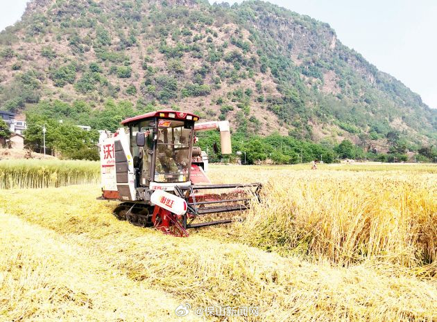 更戛乡万亩麦子进入丰收季