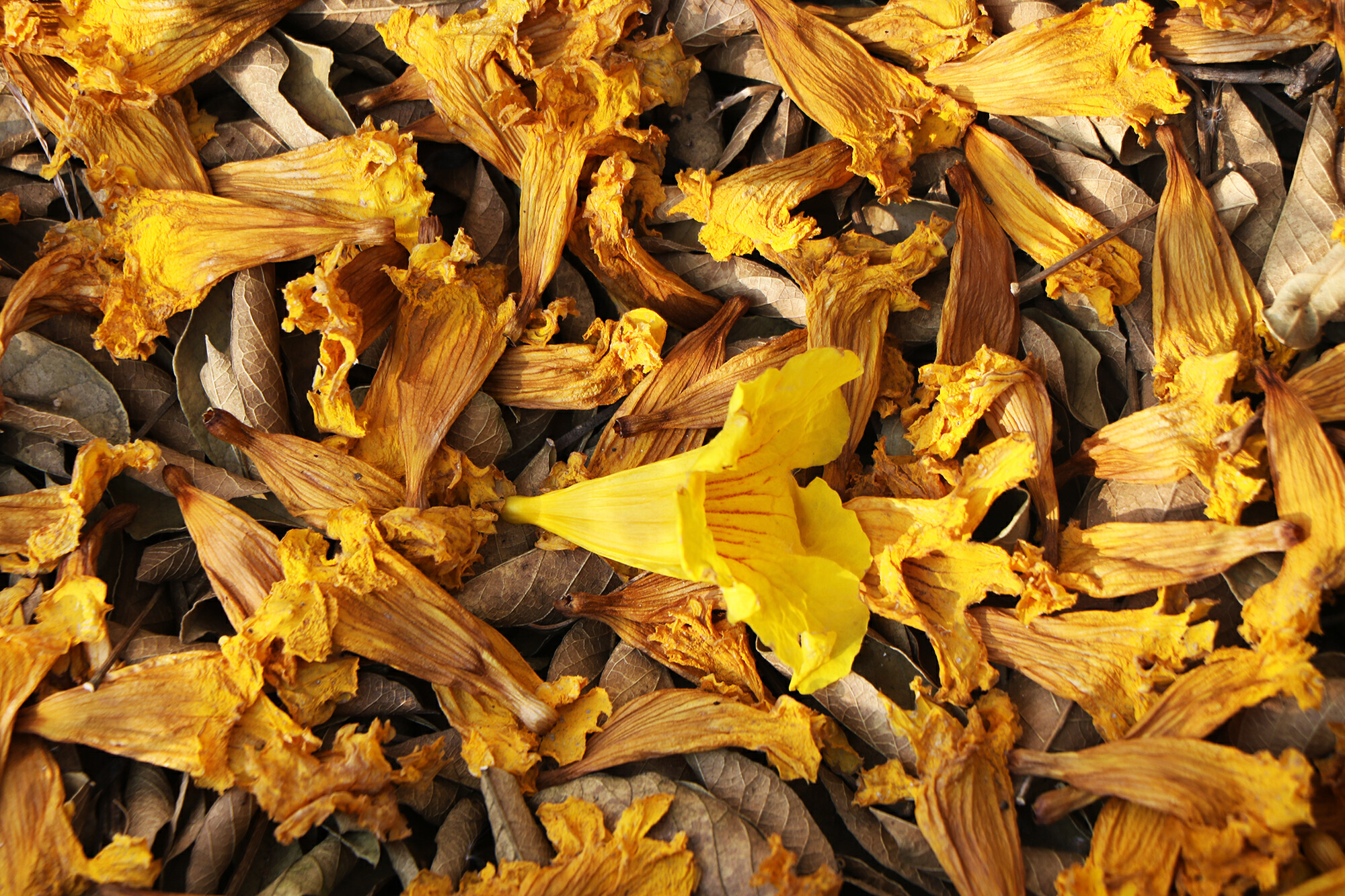 云南省文化和旅游厅