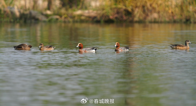 春城晚报
