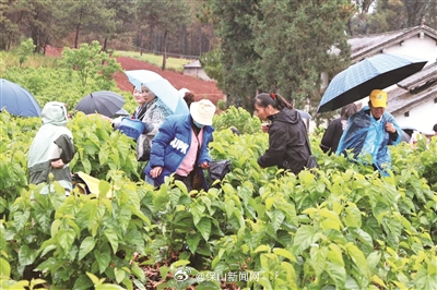 西邑乡第五届桑葚旅游文化节开幕