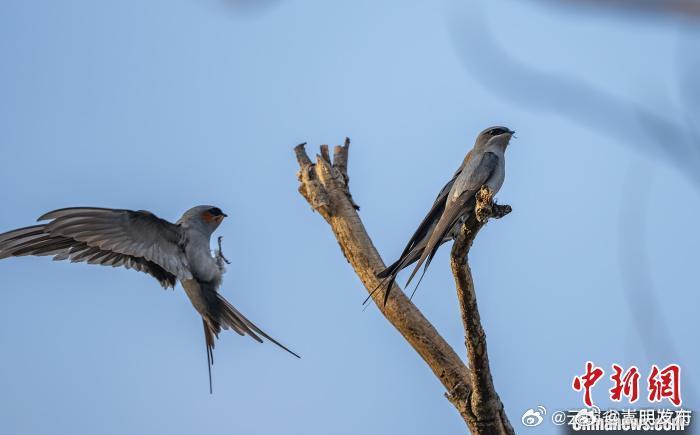 云南德宏：凤头雨燕进入孵化期，筑起“迷你鸟巢”_http://www.mainten.cn_ycb_第4张