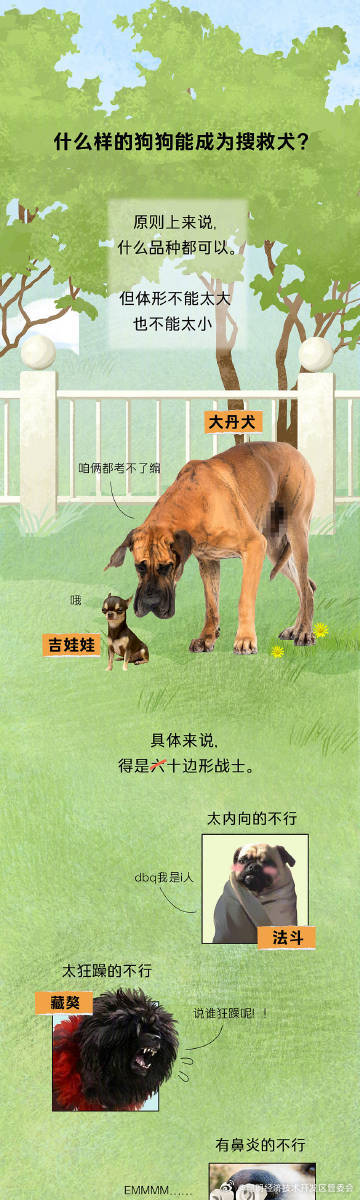 搜救犬的职责不只有震后搜救，还有水上救援、雪上搜救......_http://www.mainten.cn_ycb_第2张
