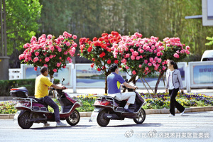 官渡区迎来今年首个月季花潮