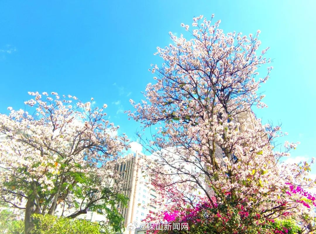 隆阳区执法局关于统一采摘百花供市民免费品尝的公告
