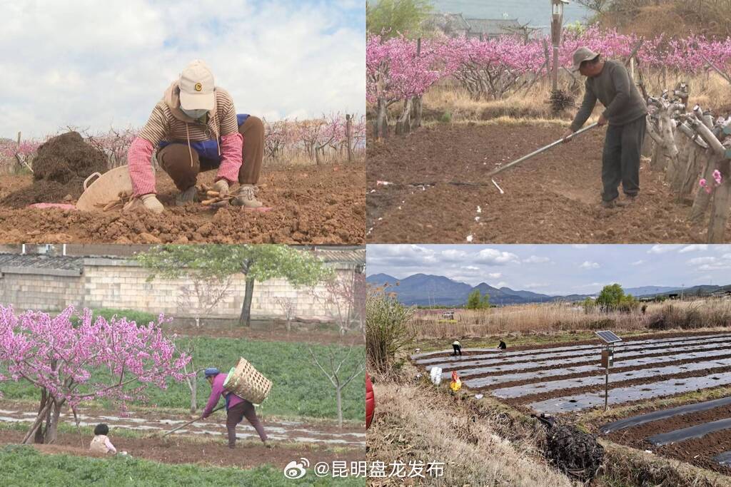 春耕·丽江图景：抢抓农时不负春 百花争艳迎客来_http://www.mainten.cn_ycb_第2张