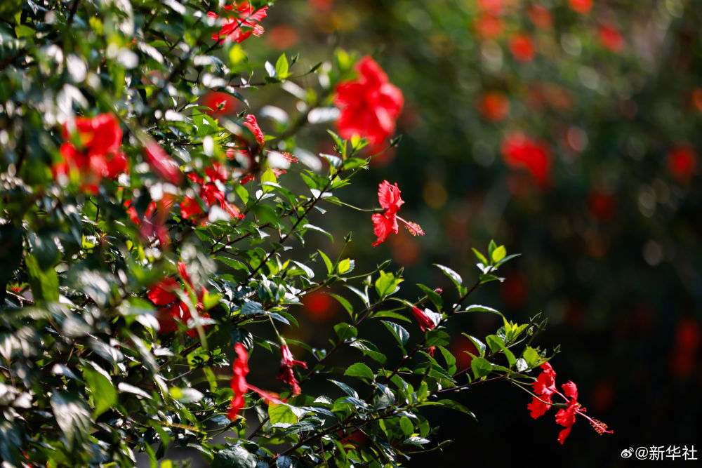 云南省文化和旅游厅