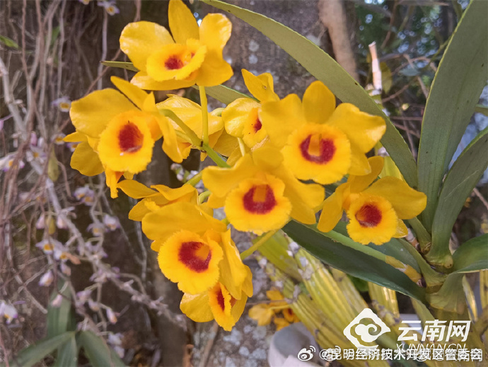 昆明经济技术开发区管委会