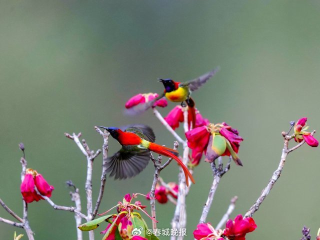 春城晚报