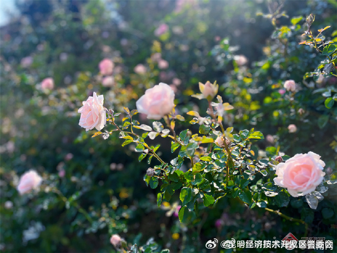 昆明经济技术开发区管委会