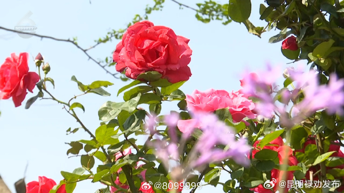 昆明禄劝发布