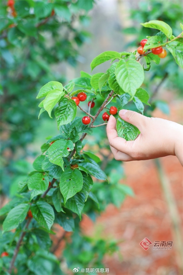 昆明信息港微博