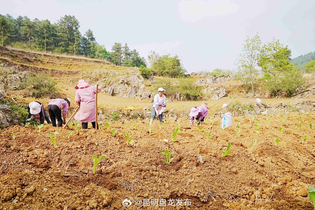 富源县老厂镇：抢抓烟苗移栽好时节