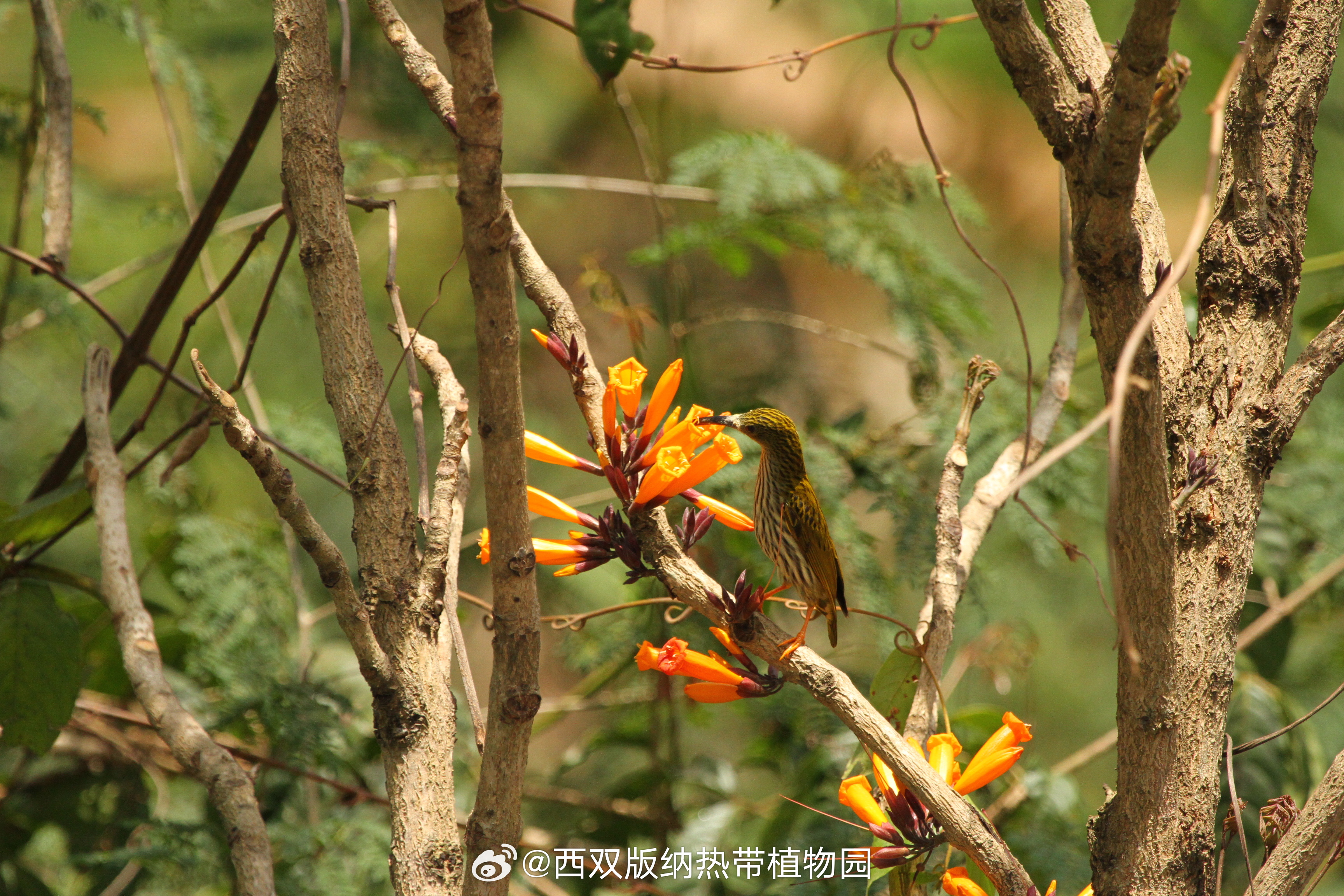 研究发现火烧花的有效传粉者是纹背捕蛛鸟_http://www.mainten.cn_ycb_第1张