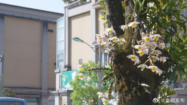 美好生活在云南｜保山龙陵：上树石斛花扮靓城市“风景线”_http://www.mainten.cn_ycb_第2张