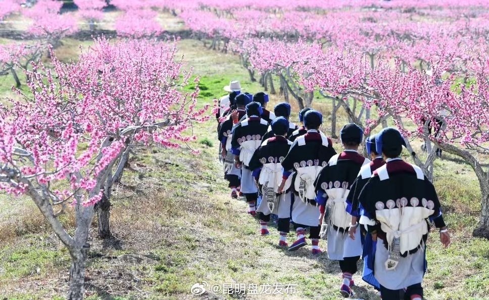 春耕·丽江图景：抢抓农时不负春 百花争艳迎客来_http://www.mainten.cn_ycb_第1张