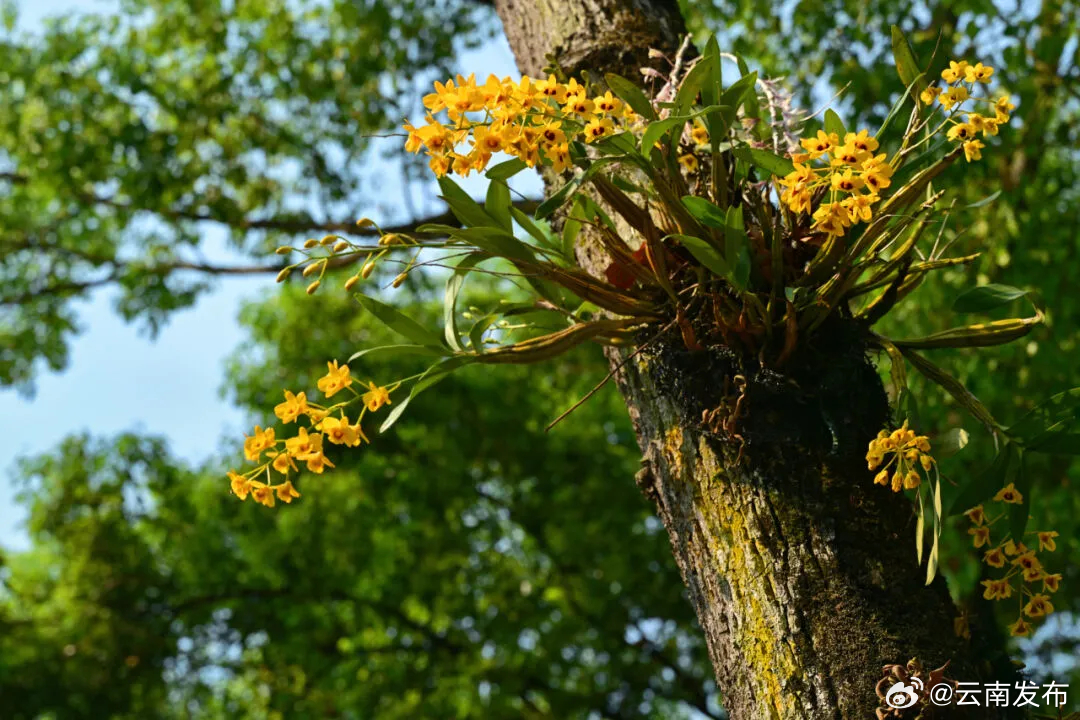 暮春时节来普洱思茅邂逅石斛花开_http://www.mainten.cn_ycb_第1张