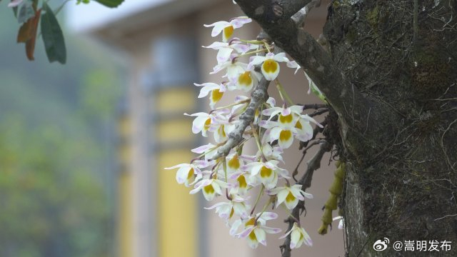 美好生活在云南｜保山龙陵：上树石斛花扮靓城市“风景线”_http://www.mainten.cn_ycb_第1张