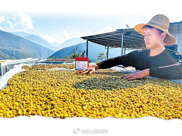 走精品融合发展之路—— 擦亮保山小粒咖啡“金字招牌