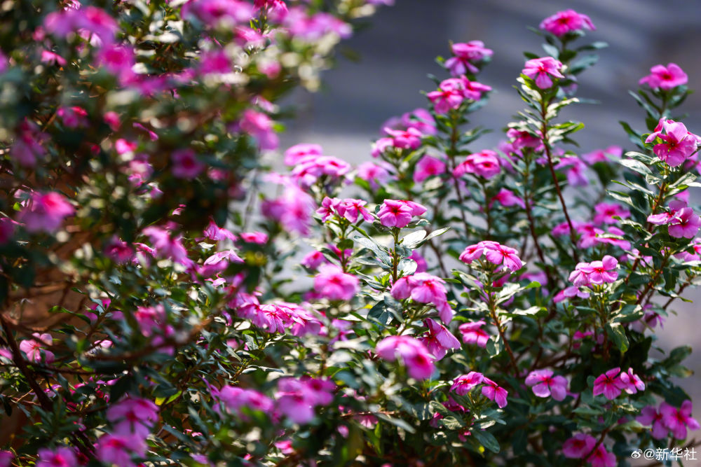 云南省文化和旅游厅