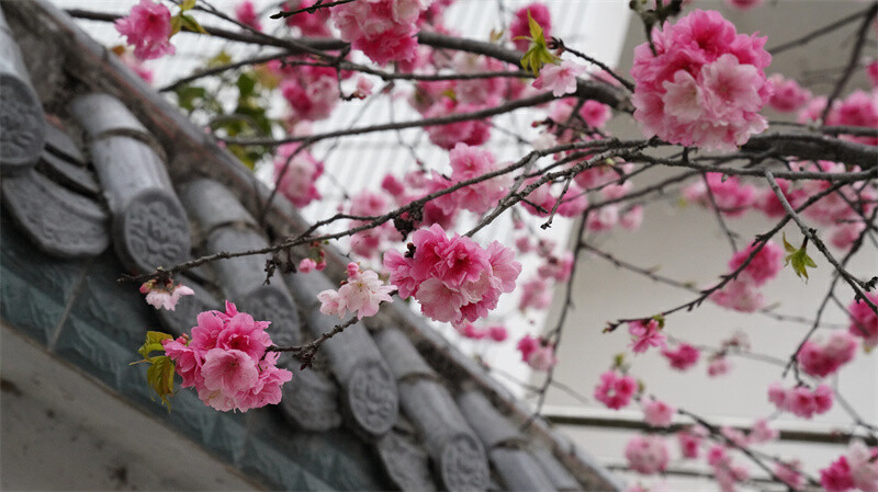 云南省文化和旅游厅