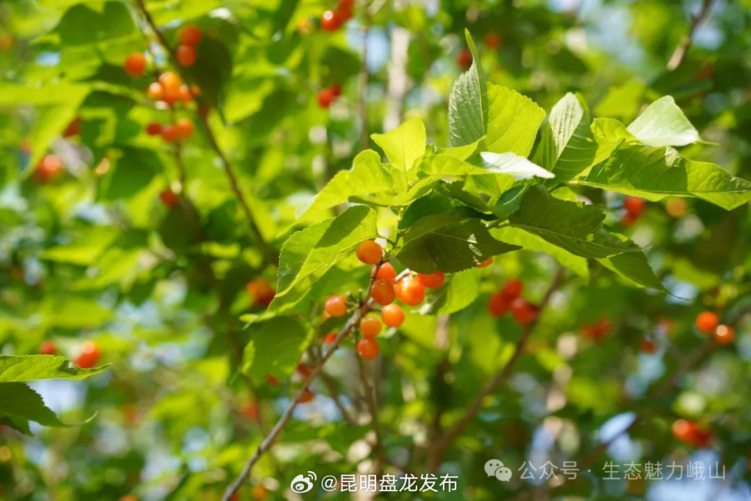 昆明盘龙发布