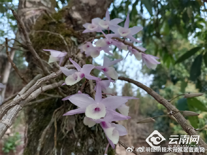 昆明经济技术开发区管委会