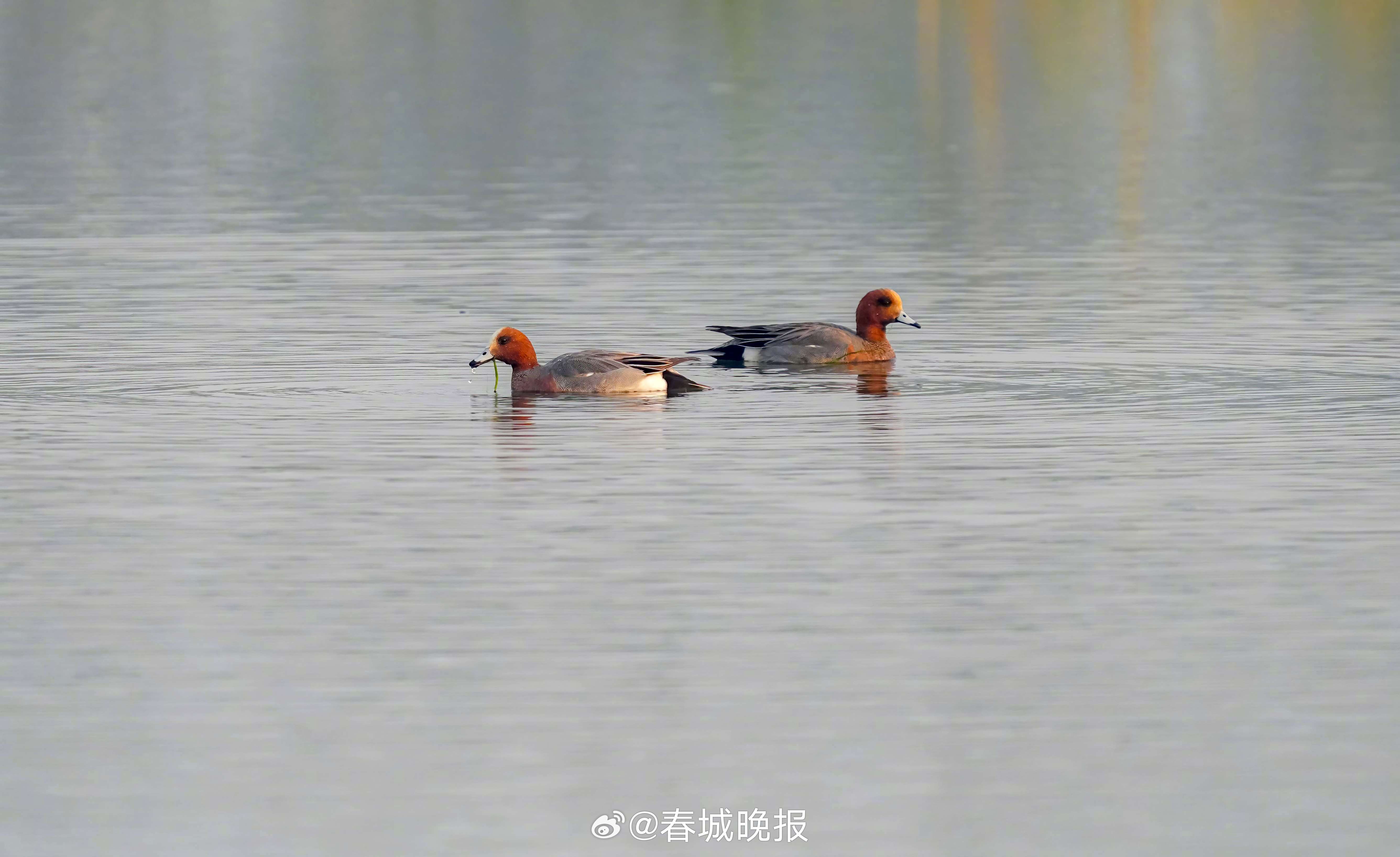 春城晚报