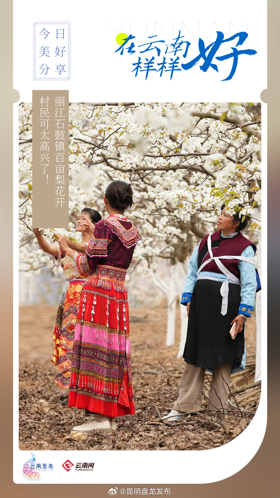 在云南样样好丨小镇百亩梨花开，村民可太高兴了！
