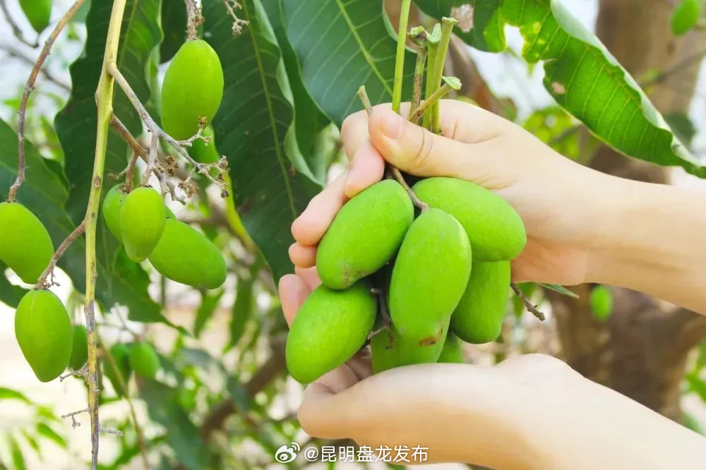 昆明盘龙发布