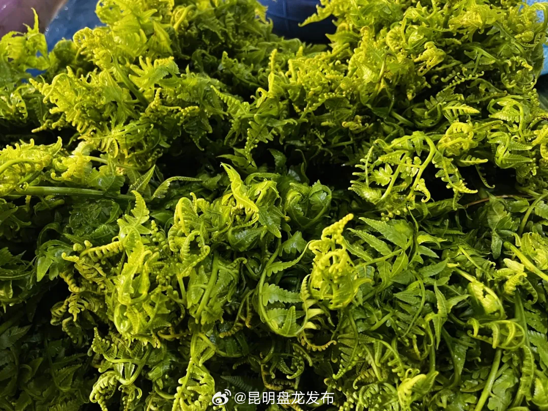 昆明盘龙发布
