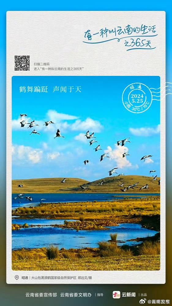 黑颈鹤这样表达“舍不得”——有一种叫云南的生活之365天 
