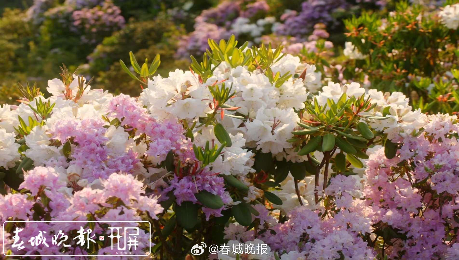 春城晚报